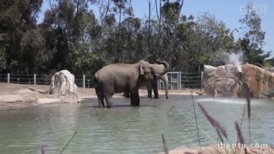 动物园里大象在水里